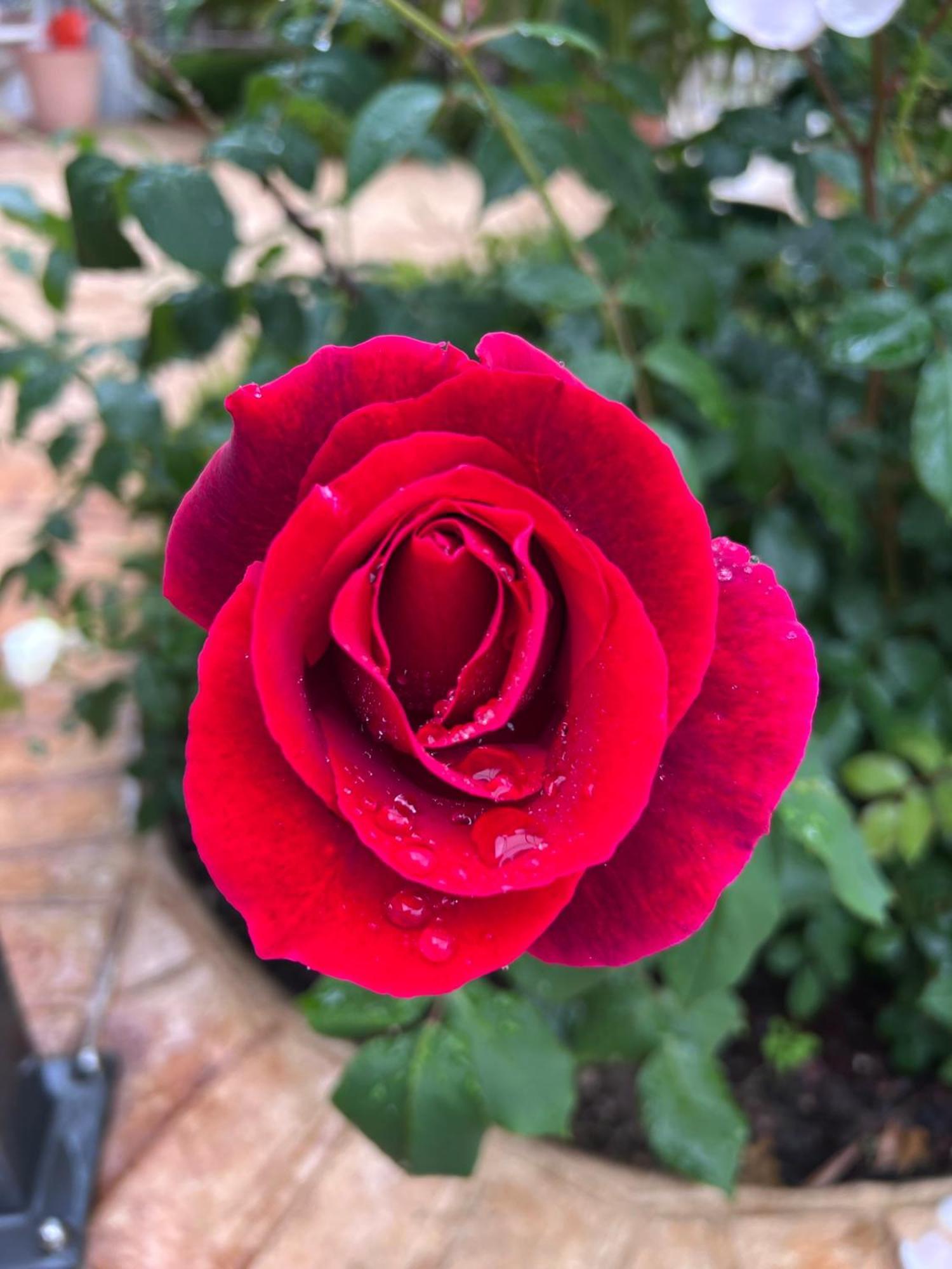 كستليوني ديلي ستفييرا B&B Corte Delle Rose المظهر الخارجي الصورة
