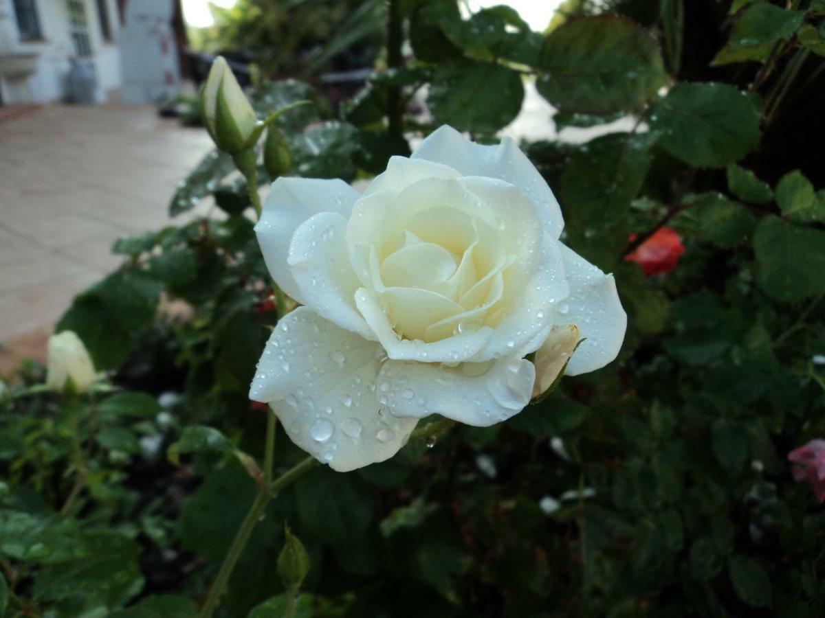 كستليوني ديلي ستفييرا B&B Corte Delle Rose المظهر الخارجي الصورة